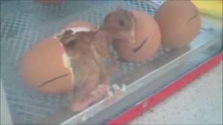 Hampton School Biology Department - Birth of baby chicks