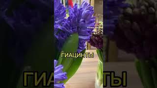 Факты о Гиацинтах