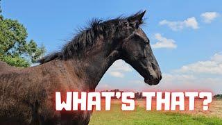 What is that? | Eefje & Belle Daughters of QueenUniek. | How is Yfke doing? | Friesian Horses