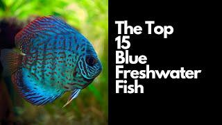 15 Best Blue Freshwater Fish 