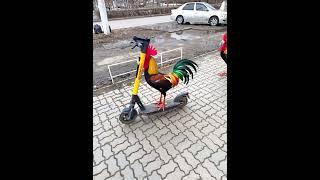 Петух на самокате