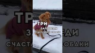 ТРИ заповеди СЧАСТЛИВОЙ собаки