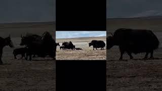yaks punished for the dog #fight #yak #dog #animals #love #viralreels #tranding #views
