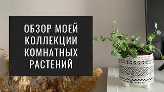 Обзор Моих Комнатных Растений. Коллекция Домашних Растений (Июль, 2021)