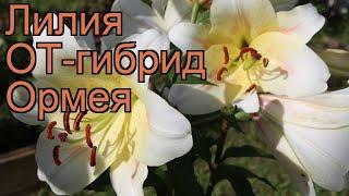 Лилия ла-гибрид Ормея (lilium la-hybrid ormea)  лилия Ормея обзор: как сажать луковицы лилии Ормея