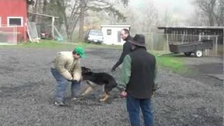 Schilling Law Dog's Training by Ken Schilling