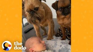 Griffon Dogs Used To Being Center Of Attention Get A New Human Sibling | The Dodo