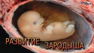 Развитие зародыша человека / Development of the human embryo