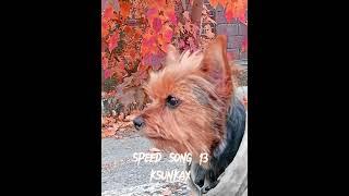 speed song 13 ksunkax(⁠๑⁠´⁠•⁠.̫⁠ ⁠•⁠ ⁠`⁠๑⁠)