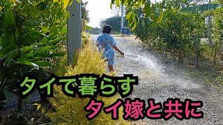 2024年12月27(金)  舞台はタイの田舎町。犬がご飯を食べてる場面が多めの日常風景です