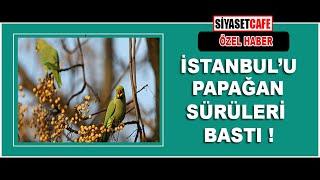 Karantina altındaki İstanbul’da Papağan sürüleri gözükmeye başladı