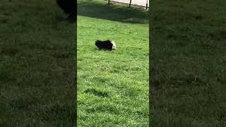 pomeranian puppies playing