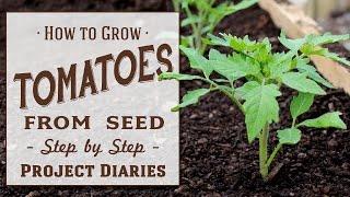  How to: Grow Tomatoes from Seed (A Complete Step by Step Guide)