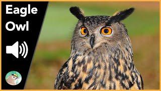 Eagle Owl - Sounds
