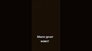 мило урчит животик
