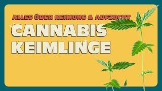 Cannabis Keimlinge & Sämlinge  richtig großziehen!