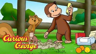 George Becomes A Squirrel!  Curious George  Kids Cartoon  Kids Movies