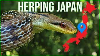 Herping Japan: Discovering Hidden Snakes And Spiders!