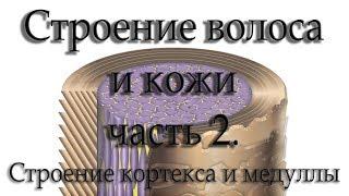 Строение волоса и кожи. Часть 2. Кортекс и Медулла.