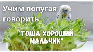 Учим попугая говорить "Гоша хороший мальчик"