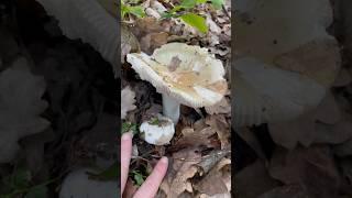 Хто з’їсть перший? #mushroom #гриби #клєстова #kliestova #сироїжки #russula