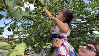 Arianna pick wild berries and wild apple in England/ summer in the UK