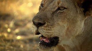 Lions vs Giraffes - Nature Shock | African Nature Documentary | Natural History Channel