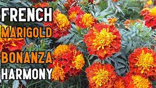 French Marigold 'Bonanza Harmony' (Tagetes patula) Flowers, Leaves & Plant Identification Pakistan