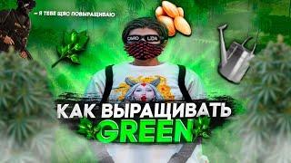 КАК ВЫРАСТИТЬ КУСТЫ GREEN И ОБМЕНЯТЬ НА ПАКЕТЫ! КОНТРАКТ ГРОВЕР в GTA 5 RP MAJESTIC