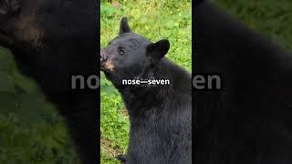 the top 5 mind-blowing facts about black bears#facts#wildlife #dengerous#shorts#predator #animalplan