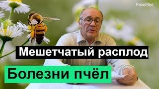 №117 Болезни Пчёл | Мешетчатый расплод | медосбор | Взяток | Пчеловодство для начинающих | Пасека