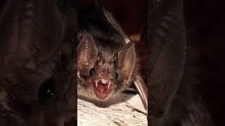 only bat that runs#shorts #facts #funfacts #animalfacts #sciencefacts #science #vampirebat