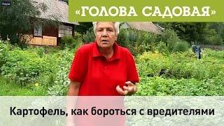 Голова садовая - Картофель, как бороться с вредителями