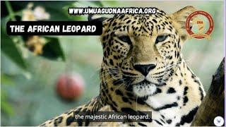 The Leopard Totem of UmuAgu African Society