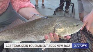 36th Annual CC-A-Texas Star Tournament is underway
