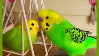 Watch This Budgie's HILARIOUS Reaction to His NEW Toys! #birds #viral #parakeet #parrot #shorts