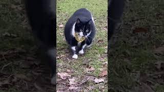 fat cat video#