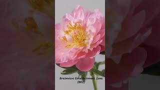 Craving Control in 60 Seconds | Binaural Beats for Addiction Recovery | Delta Waves + 741 Hz Pure 