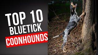 Top 10 Bluetick Coonhounds of ALL TIME