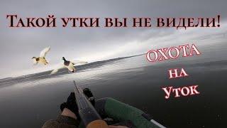 ОХОТА НА СЕВЕРНУЮ УТКУ. новое место/ТАКОЙ УТКИ ВЫ НЕ ВИДЕЛИ .