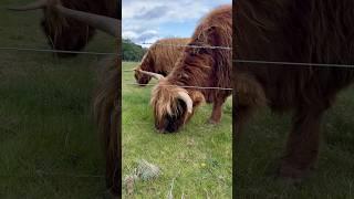 Highland morning vlog #highlandlife #highlandcow #scotlandadventures #dailylifevlog #vlog #asmr