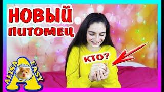 НОВЫЙ ПИТОМЕЦ / КУПИЛА ХОМЯКА / новые хомки на канале Alisa Easy Pets