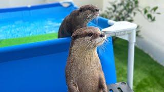 The Standing Otter #Shorts