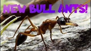 OUR NEW BULL ANTS! - Myrmecia