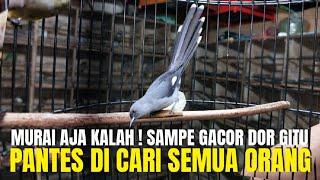 LUAR BIASA BURUNG INI ! BAHAN DI BUANG² PAS GACOR MEWAH ! PANTES DI CARI SEMUA ORANG