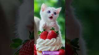 Baby white cat wants your strawberry shortcake! #lipsync #cat #cute #kitten #catlovers