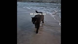 Cat vs Beach