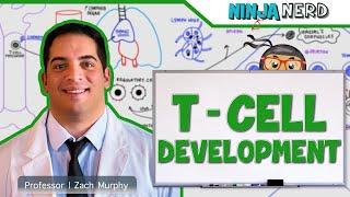 Immunology | T- Cell Development