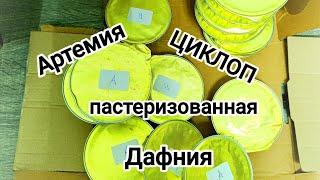 Чем кормить рыбок?! Астраханская Артемия, Дафния и Циклоп! Пастеризованный корм.