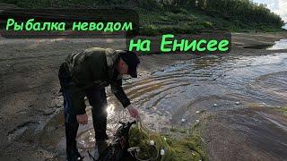 -ЛОВИМ ТУГУНА БРЕДНЕМ | РЫБАЛКА НА ЕНИСЕЕ-